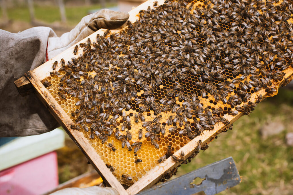Close-up van een honingraat met veel bijen erop