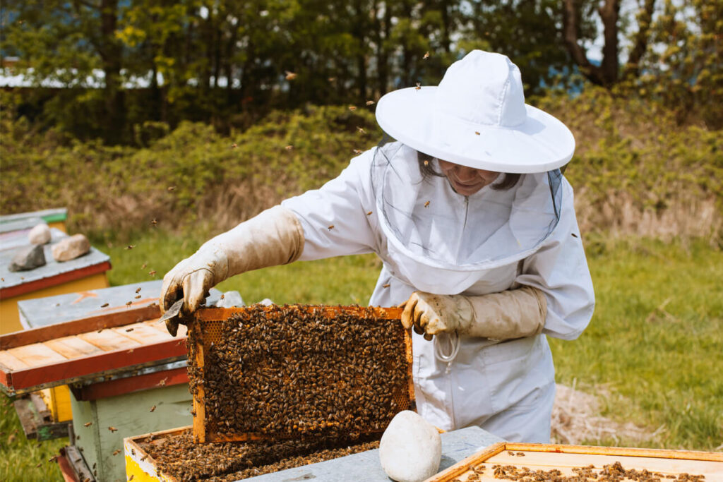 Imker Carmen in haar witte imkerpak haalt een honingraat uit de kast, waar veel bijen op zitten