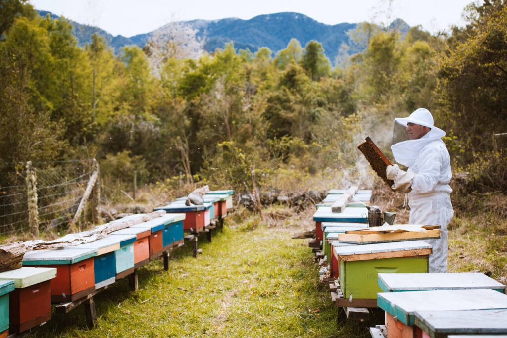 Bernadino in een wit imkerpak bij zijn bijenkorven