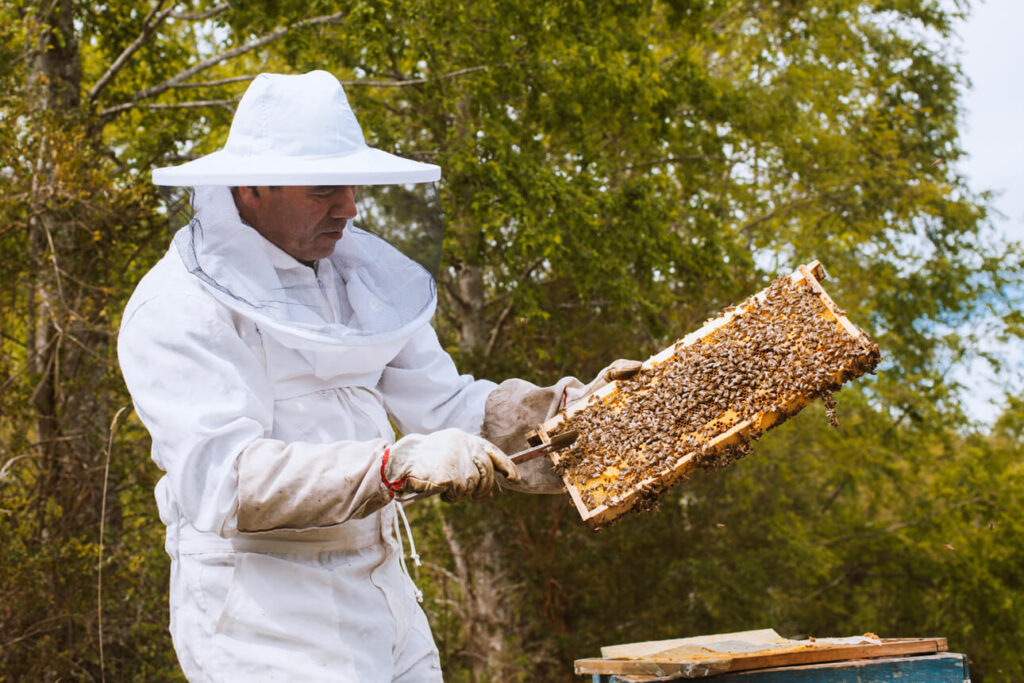 Bernadino in wit imkerpak, bezig met de honingraat