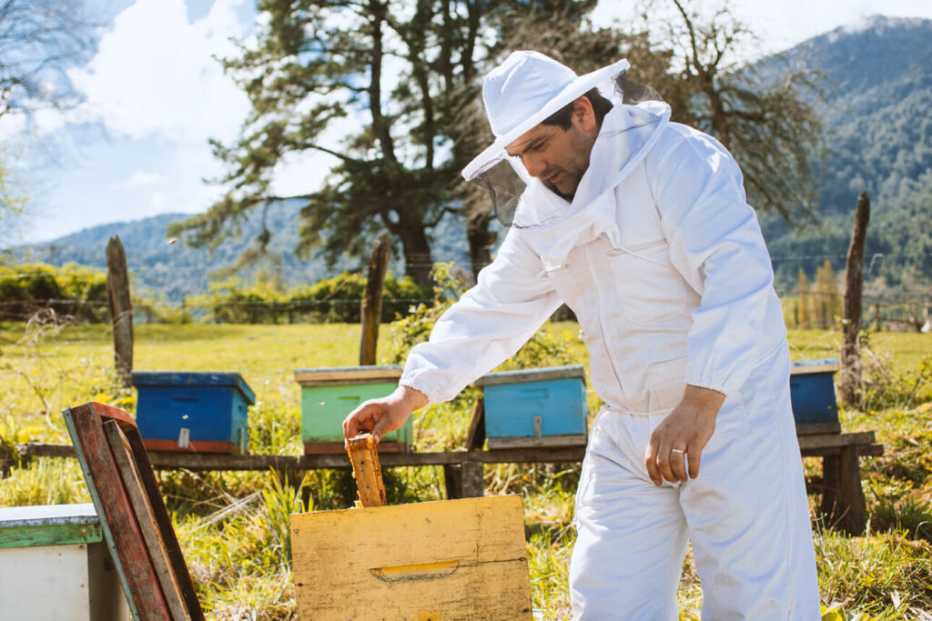 Imker David in een wit imkerpak kijkt in een bijenkorf, met vier andere bijenkorven op de achtergrond