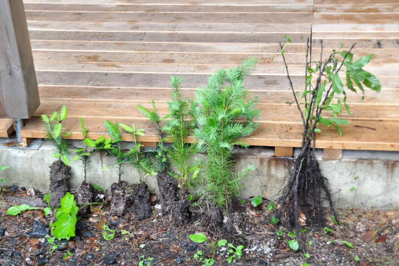 verschillende kleine zaailingen van bomen naast elkaar op een houten terras