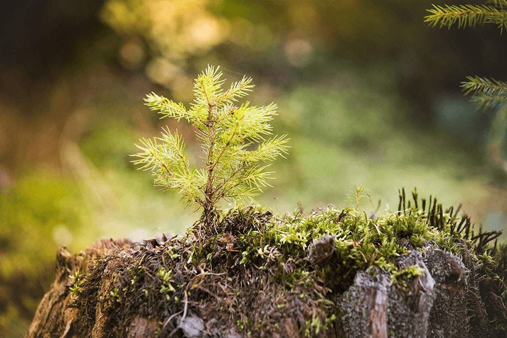 kleine boom die net in de grond is geplant